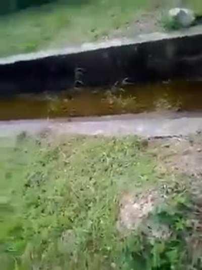 WCGW trying to pet a caiman