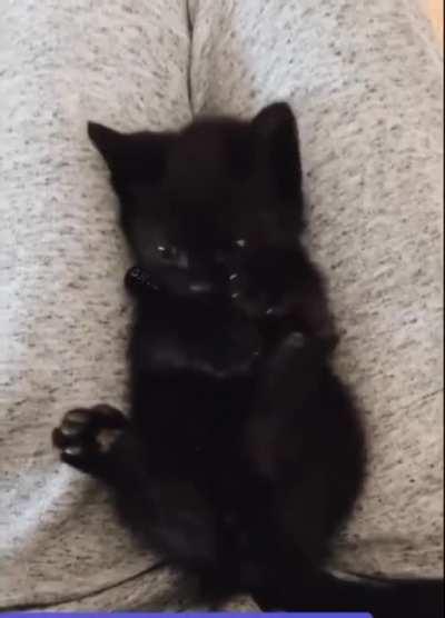 Kitty discovering she has feet