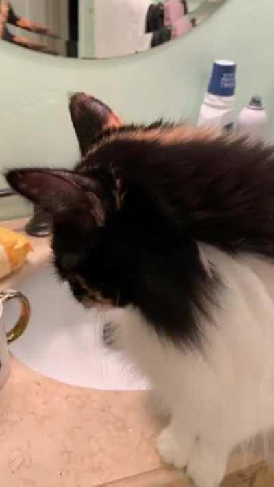 My friend’s cat insists on having her make-up applied every morning. I finally asked her to record it and was not disappointed.