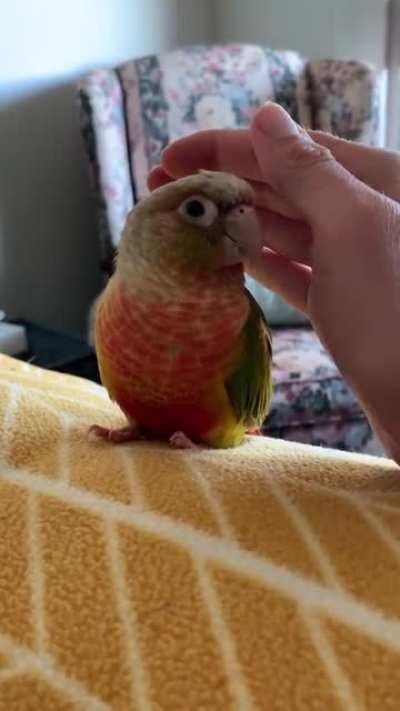 Да гладь ты уже!