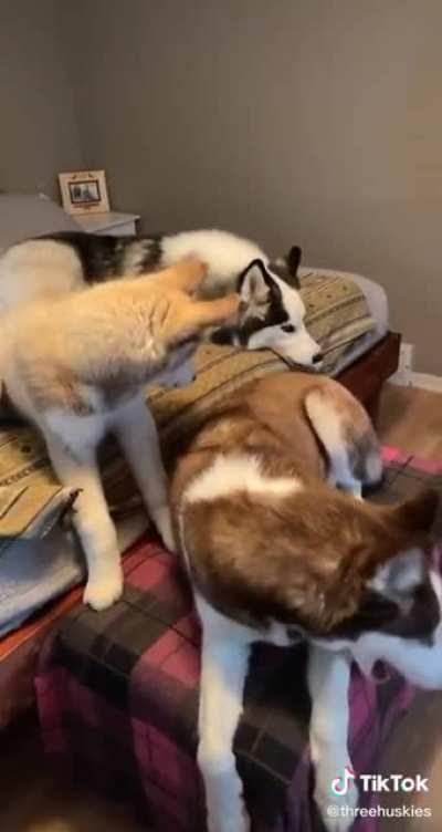 What you say hooman?