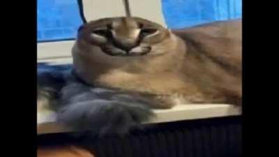 Ive stolen his flops from him.