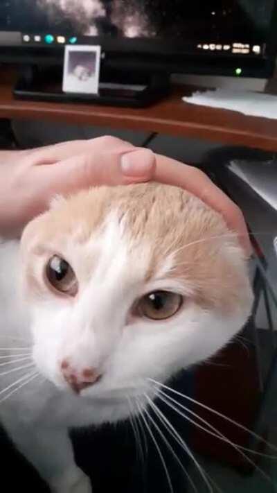 I recently adopted Winston from the street; every day he thanks us with his love.