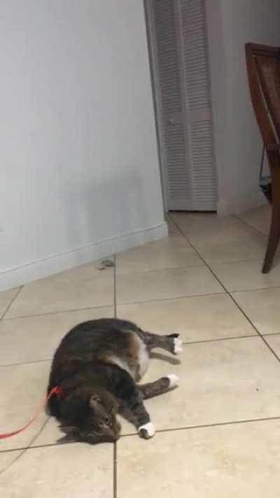 Chonky boy was told he needed to lose 4 lbs. He was not thrilled to be wearing a harness and definitely did not want to go for a walk. (Please excuse my insane laughter, I love this chonk)