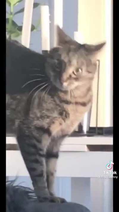 Nearsighted cat spots a greeble