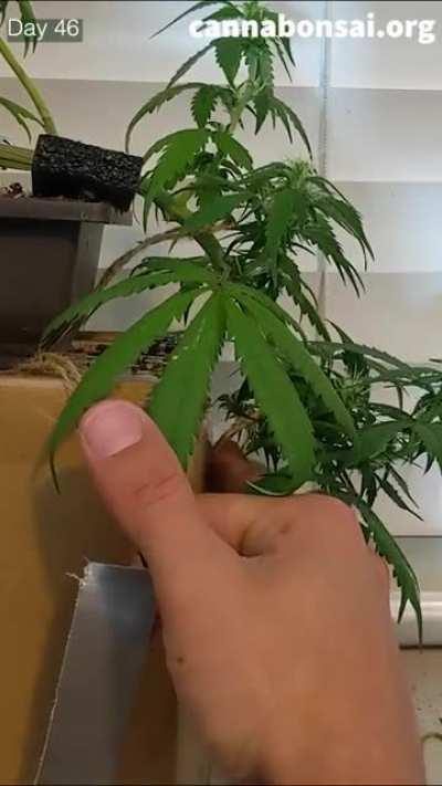Cloned an Autoflower then gave it a bonsai aesthetic