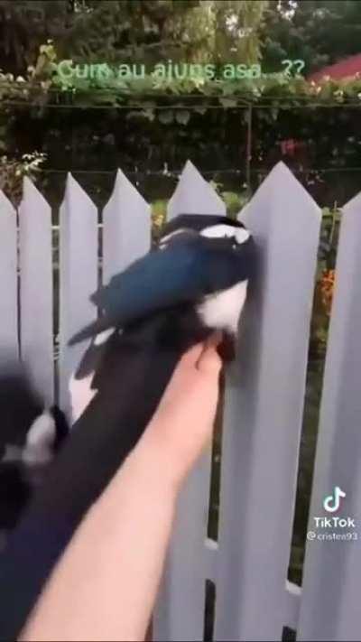 Person forces birds in between a fence.