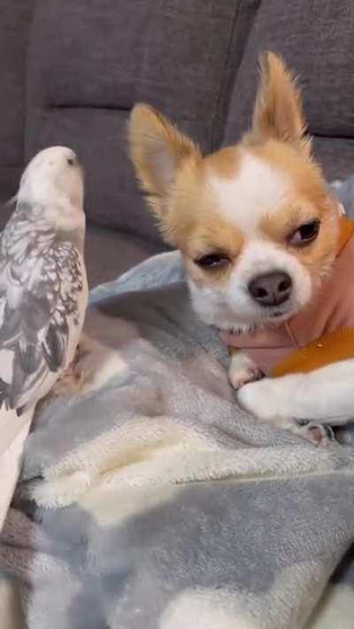 Dog: I know it's Christmas, but can I just sleep in peace?