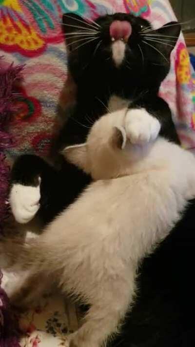 Accepting his fate as a new big brother.