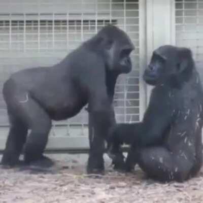 Making more Apes 😄