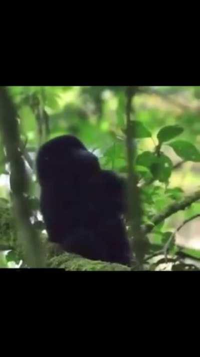 Me when full bananarchism is achieved