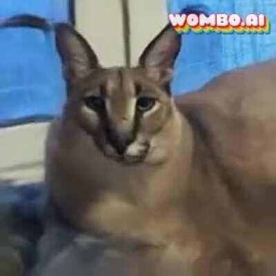 Flopa wipe out Tomar Towne 😔