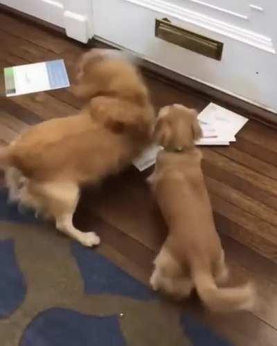 WCGW letting doogo fetch the mails