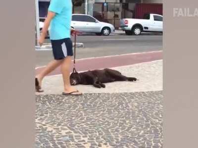 To walk the dog