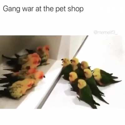 Братва воюет