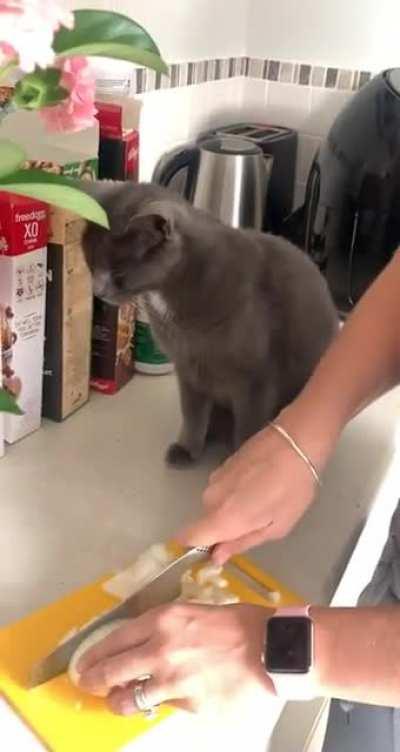 Kitty cutting onions