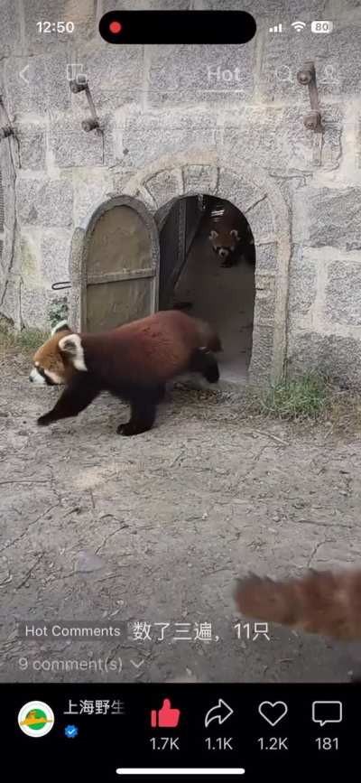 The red pandas have their own door!
