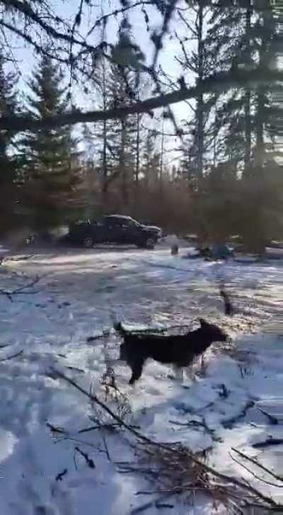 Canadians doing Canadian things