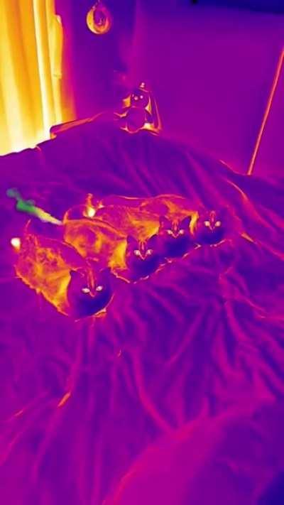 Notice how the culprit doesn't flinch for a sec (source in the comments)