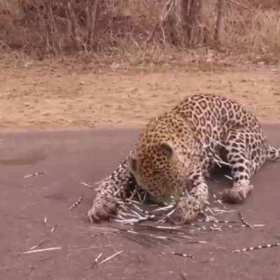 Porcupine fucks up a Leopard