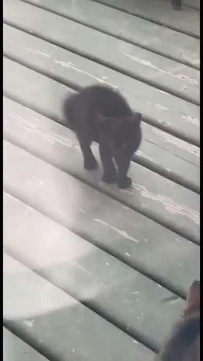 dangerous fluffy gang