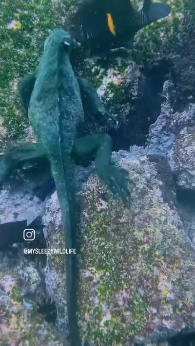 Mini Godzilla Sighting