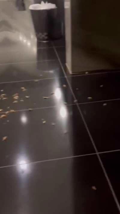 Mealworms, Maggots, Fire alarms pulled at Watergate Hotel where Benjamin (Mileikowsky) Netanyahu resides before congress today. 