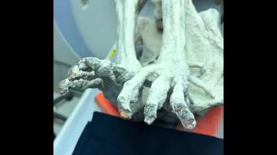 Josh McDowell on whether him and Dr. McDowell would testify in the US Congress that the tridactyls are not human