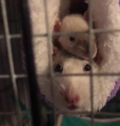 i think the new tube is a big yes