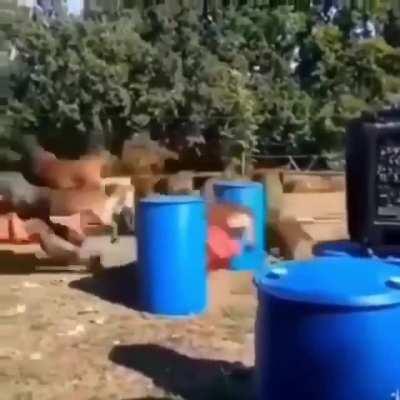 Тренируем собачек