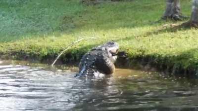 The snack is a 6ft gator