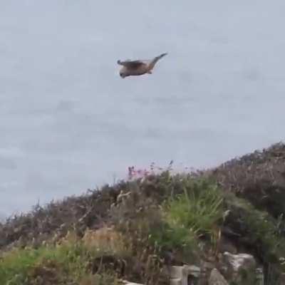 Bird just hit the edge of the Map.