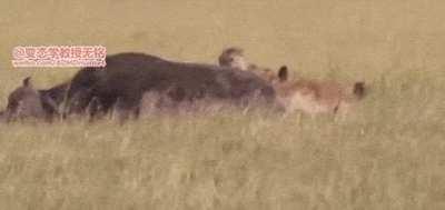 Hyena bites off buffalo's balls, chomps on them