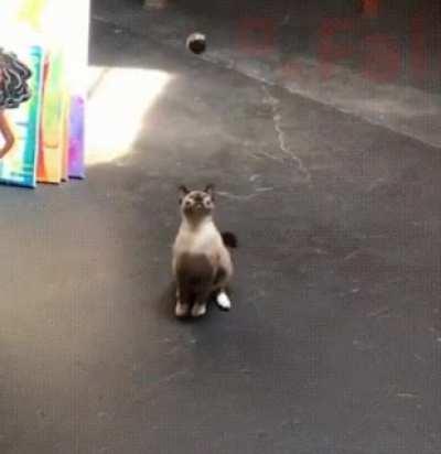 OK, maybe not the best reflexes.....