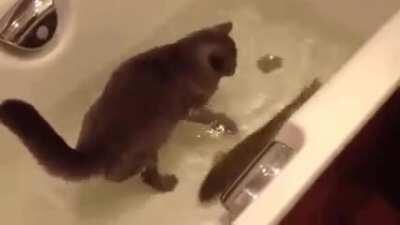 A cat having a bath with it's friend ...the fish