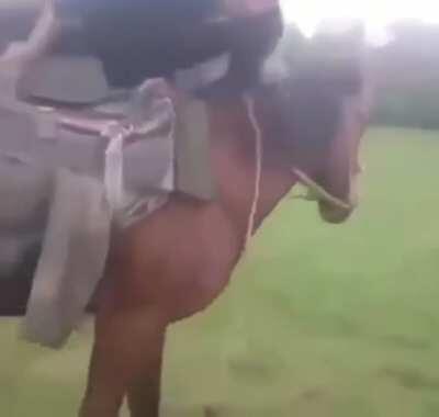Drunk horse riding