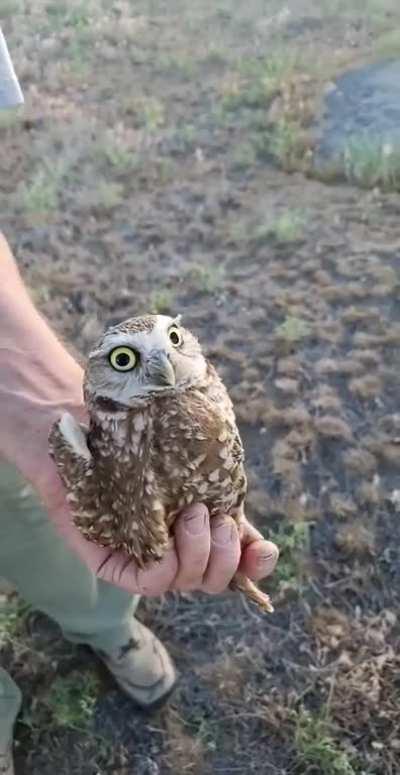 Burrowing Owl keeping eye contact. 270° rotation👀 [original from me]