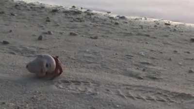 A hermit crab using the head of a doll as a shell