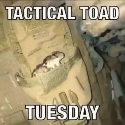 WOO BOYS TACTICAL TOAD TUESDAY