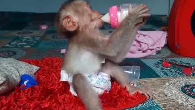 Upvote if you also want to buy a baby iranian 🥺