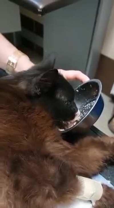 On the 11th day after the rocket attack in Lviv, they found a cat under the rubble. Now it's receiving medical care. The cat belongs to the owner, who died as a result of an enemy attack. Rescuers also found her dog earlier. Her survived daughter has alre