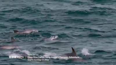 Official trailer for 송지효's haenyeo adventure~