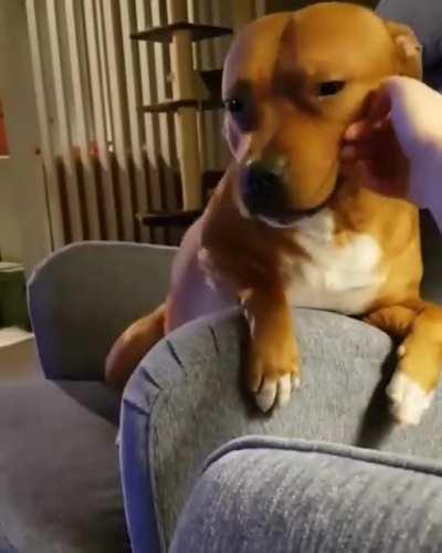 Excuse me, but could I trouble you for a couple pets?