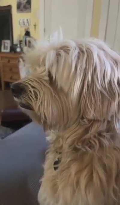 While Visiting An Apartment That Doesn't Allow Barking This Doggo Learns To 