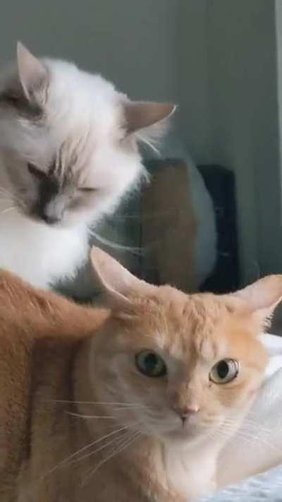 caT Gets FuCKinG BEtrAYed by bEsT frIEnd (BRUtal!)