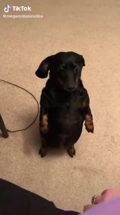 absolute sausage unit