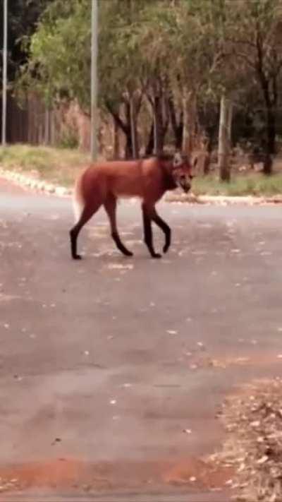The maned wolf is native to South America. It has markings that resemble foxes, but it is neither a fox nor a wolf. It is the only species in the genus Chrysocyon