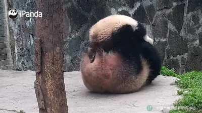A panda a day keeps the sorrow away