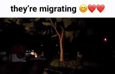 Pandemonium Migration