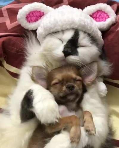 Phoebe with her little buddy...